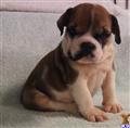 English Bulldog